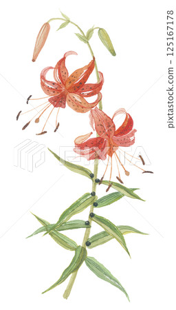 Tiger lily painted in watercolor 125167178