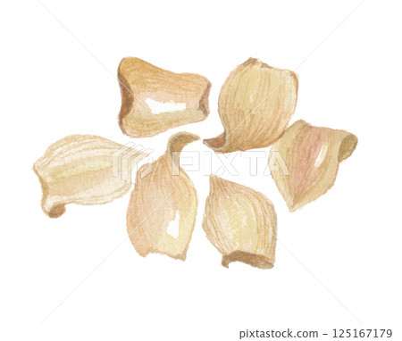 Watercolor painting of white lily (lily) - Lily scale leaf 125167179