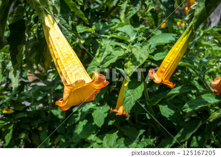 Vibrant yellow and orange brugmansia flowers hanging amidst lush green tropical foliage 125167205