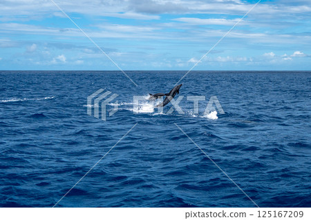 Dolphins jumping near Tahuata, Marquesas Islands, French Polynesia, Pacific Ocean 125167209