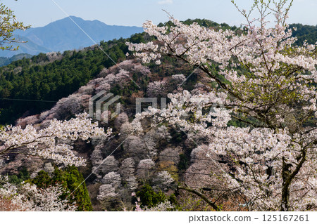 A refreshing spring day at Nanamagari in Yoshino Shimosenbon, Nara Prefecture 125167261