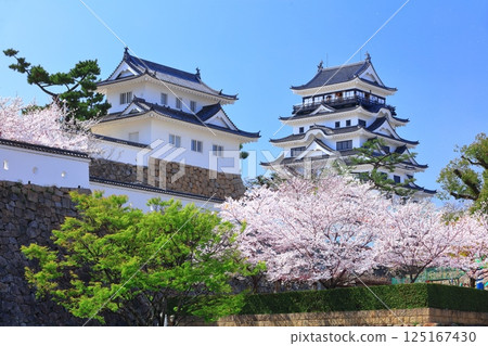 【廣島縣】晴天的福山城與盛開的櫻花(天守閣·月見塔) 【廣島縣】晴天的福山城與盛開的櫻花(天守閣·月見塔) 125167430