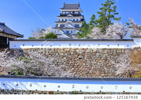 [Hiroshima Prefecture] Fukuyama Castle on a clear day and cherry blossoms in full bloom 125167438