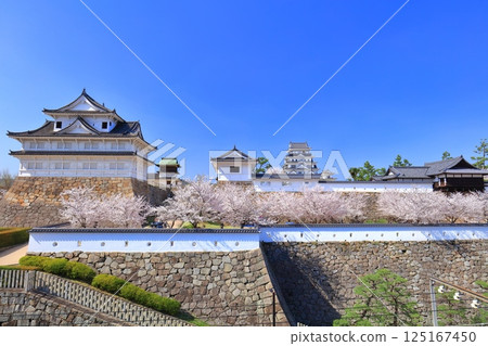 [Hiroshima Prefecture] Fukuyama Castle on a clear day and cherry blossoms in full bloom (Castle tower, Fushimi turret, Bell turret, Sujitetsu-gomon Gate, Oyudono) 125167450