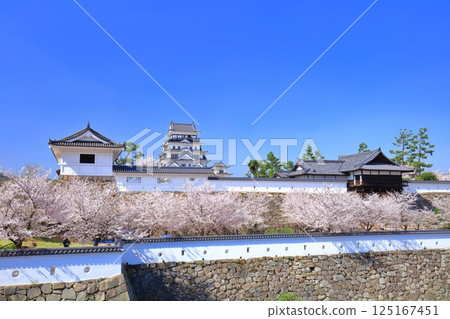 [Hiroshima Prefecture] Fukuyama Castle on a clear day and cherry blossoms in full bloom (Castle tower, Musashino Gate, Oyudono) 125167451