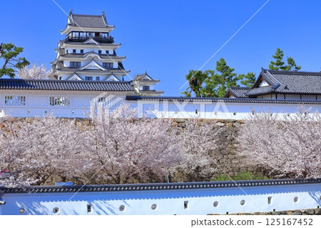 [Hiroshima Prefecture] Fukuyama Castle on a clear day and cherry blossoms in full bloom 125167452