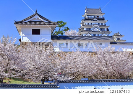 [Hiroshima Prefecture] Fukuyama Castle on a clear day and cherry blossoms in full bloom (Castle tower, Musashino Gate) 125167453