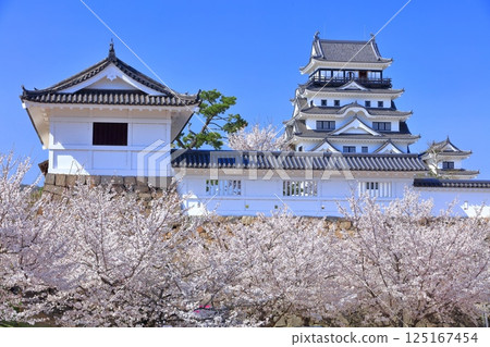 [Hiroshima Prefecture] Fukuyama Castle on a clear day and cherry blossoms in full bloom (Castle tower, Musashino Gate) 125167454