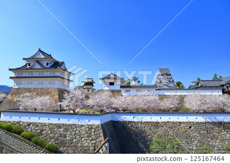 [廣島縣] 晴天的福山城與盛開的櫻花（天守閣、伏見櫓、鐘樓、筋鐵禦門） 125167464