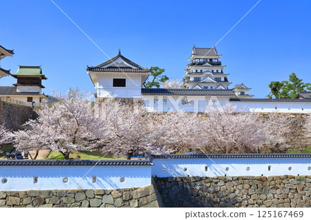 【廣島縣】晴天的福山城與盛開的櫻花(伏見塔、筋鐵禦門) 【廣島縣】晴天的福山城與盛開的櫻花(伏見塔、筋鐵禦門) 125167469