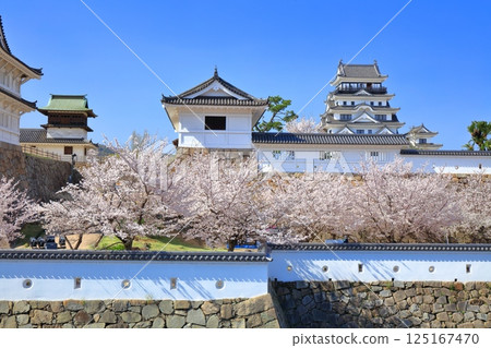 [Hiroshima Prefecture] Fukuyama Castle on a clear day and cherry blossoms in full bloom (Fushimi Tower, Sujitetsu Gomon Gate) 125167470