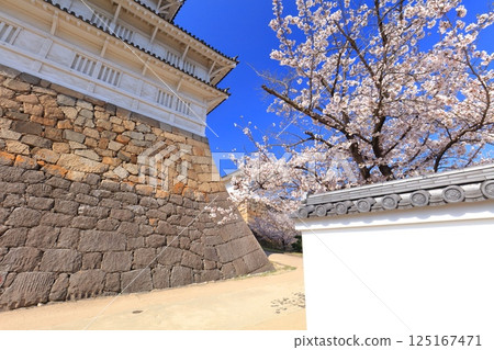 [Hiroshima Prefecture] Fukuyama Castle on a clear day and cherry blossoms in full bloom (Fushimi Tower, Sujitetsu Gomon Gate) 125167471