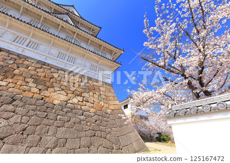 [Hiroshima Prefecture] Fukuyama Castle on a clear day and cherry blossoms in full bloom (Fushimi Tower, Sujitetsu Gomon Gate) 125167472