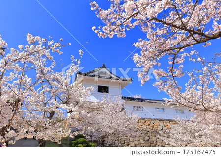[Hiroshima Prefecture] Fukuyama Castle on a clear day and cherry blossoms in full bloom (Sujitetsu Gomon Gate) 125167475