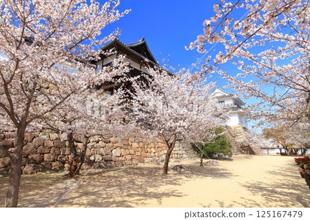 [Hiroshima Prefecture] Fukuyama Castle on a clear day and cherry blossoms in full bloom (Oyudono Tsukimi Tower) 125167479