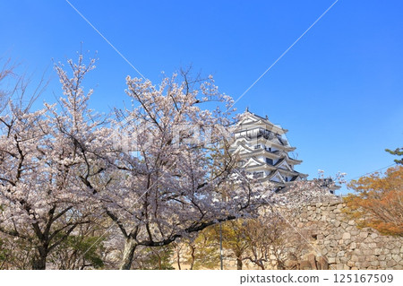 [Hiroshima Prefecture] Fukuyama Castle on a clear day and cherry blossoms in full bloom 125167509