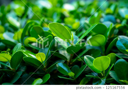 Nature of green leaves in the garden in summer. Natural green leaves. Plants used as background. Environment. Ecology. Nature of green leaves in the garden in summer. Natural green leaves. Plants used as background. Environment. Ecology. 125167556