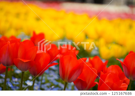 Colorful tulip flower fields Colorful tulip flower fields 125167686