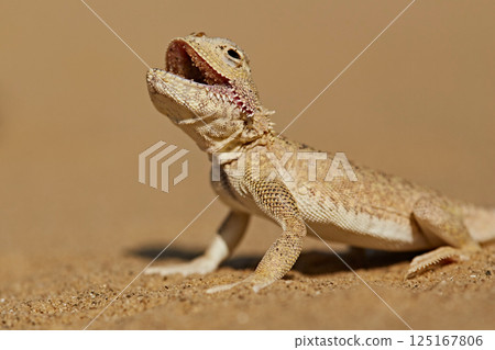 Lizard in the desert on the sand, opened its mouth, ready to bite. Phrynocephalus mystaceus reptiles 125167806