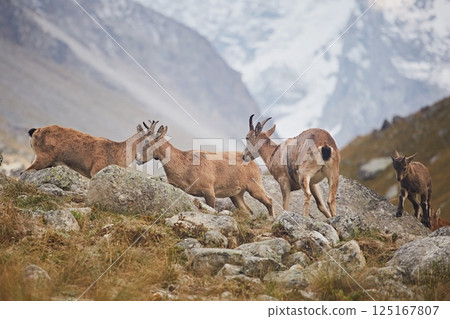A herd of Caucasian mountain goats grazes in a meadow among rocks A herd of Caucasian mountain goats grazes in a meadow among rocks 125167807