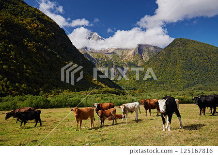 Cows graze in mountain meadows against the backdrop of a landscape 125167816