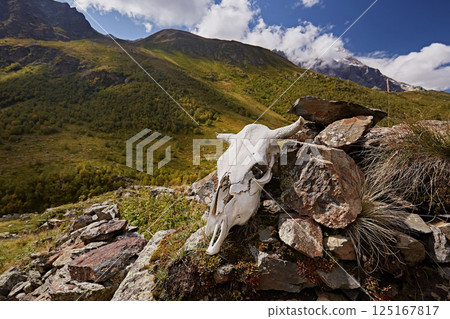 Cow skull on rocks in mountains with landscape background Cow skull on rocks in mountains with landscape background 125167817
