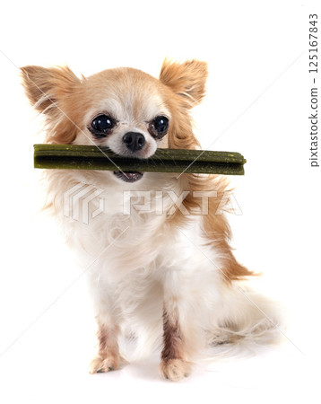 chihuahua in studio 125167843