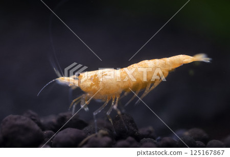 neocaridina davidi in studio neocaridina davidi in studio 125167867