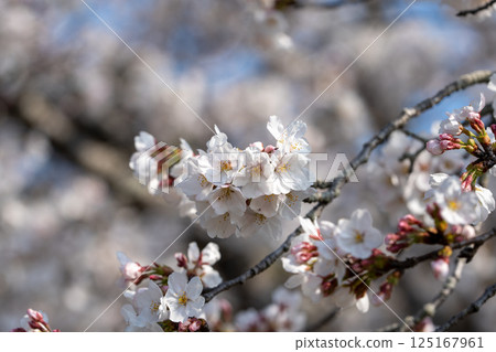Cherry blossom Cherry blossom 125167961