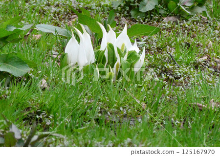 Skunk cabbage flowers blooming in the garden of the Kotaro Takamura mountain lodge where he was evacuated to Hanamaki, Iwate Prefecture Skunk cabbage flowers blooming in the garden of the Kotaro Takamura mountain lodge where he was evacuated to Hanamaki, Iwate Prefecture 125167970