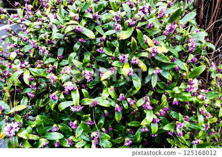 北部盛岡市初春雨天,臘梅花苞芬芳 北部盛岡市初春雨天,臘梅花苞芬芳 125168012