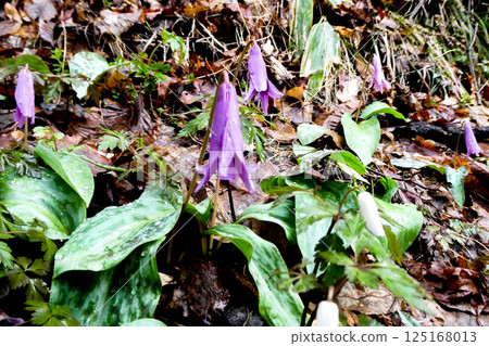 岩手縣鰲宿溫泉鄉的山腰上,細雨濛濛,狗牙花盛開。 岩手縣鰲宿溫泉鄉的山腰上,細雨濛濛,狗牙花盛開。 125168013