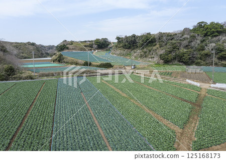 三浦半島丘陵上遍佈的捲心菜田 125168173
