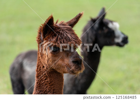 Brown Llama portrait at a german ranch in Baden Wurttemberg, Germany 125168485