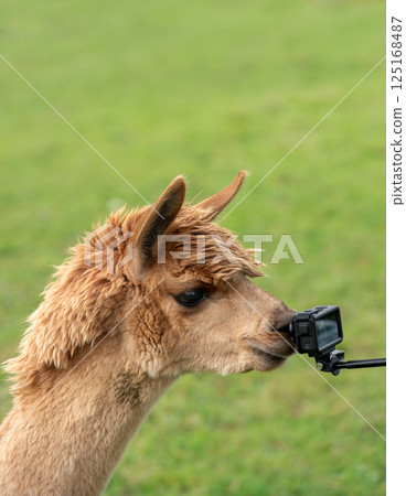 Cute llama interacts with photographer camera, at a ranch in Germany Cute llama interacts with photographer camera, at a ranch in Germany 125168487