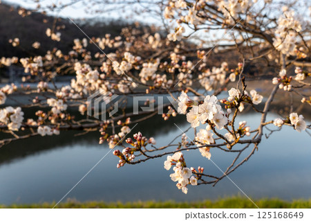 Scenery with cherry blossoms 125168649
