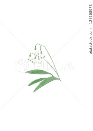 Snowdrops blooming in warm weather Snowdrops blooming in warm weather 125168978
