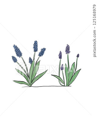 Beautifully blooming grape muscari Beautifully blooming grape muscari 125168979