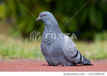 一隻岩鴿蹲在公園的人行道上 125169019