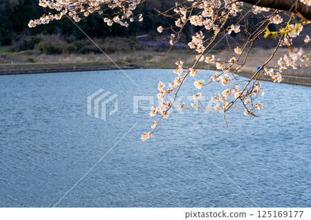 Scenery with cherry blossoms Scenery with cherry blossoms 125169177