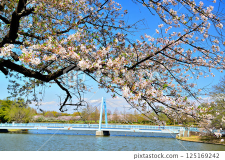 Cherry blossoms at Mizumoto Park, Tokyo Cherry blossoms at Mizumoto Park, Tokyo 125169242