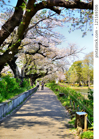 Cherry blossoms at Mizumoto Park, Tokyo 125169306