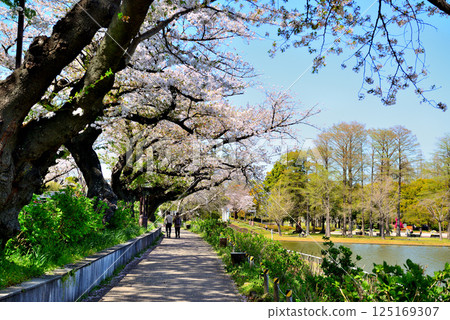 東京水元公園的櫻花 125169307