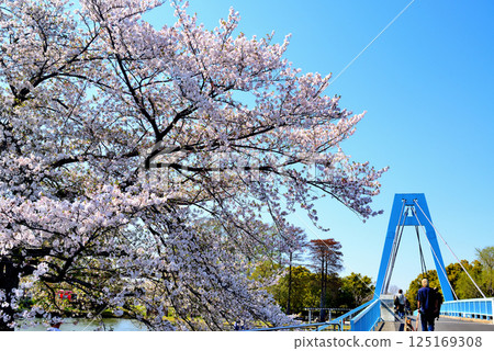 Cherry blossoms at Mizumoto Park, Tokyo 125169308