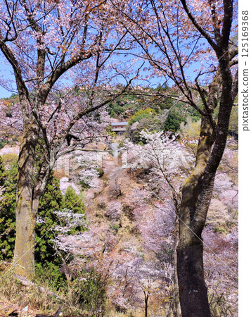 世界遺產吉野大峰的櫻花盛開 125169368
