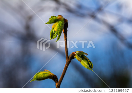Bright green hornbeam tree leaves in front of the sky. Forest nature background 125169467