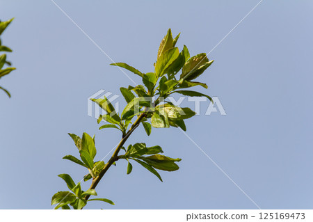 Spring young leaves on the trees against the background of a spring park. Spring landscape, trees with first leaves 125169473