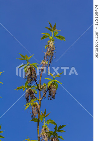 The ash-leaved maple Acer negundo flowers in early spring, sunny day and natural environment, blurred background 125169474