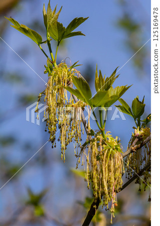 The ash-leaved maple Acer negundo flowers in early spring, sunny day and natural environment, blurred background The ash-leaved maple Acer negundo flowers in early spring, sunny day and natural environment, blurred background 125169478