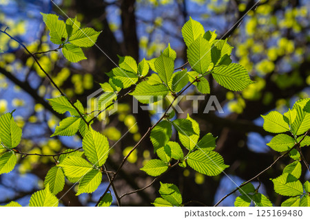 Fresh leaves of carpinus betulus in spring. Common hornbeam Fresh leaves of carpinus betulus in spring. Common hornbeam 125169480